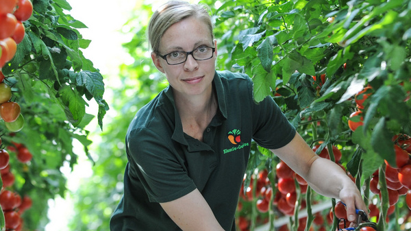 Eine Frau in einer Gewächshausumgebung steht zwischen Reihen von reifen, roten Tomaten. Sie hält eine Handvoll Tomaten in einer Hand und hat eine Schere in der anderen. Die Pflanzen sind grün und üppig, was auf eine erfolgreiche Ernte hinweist.
