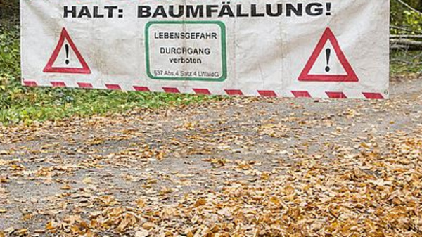 Bannière fixée à un chemin forestier indiquant "HALT: BAUMFÄLLUNG!" avec des symboles d'avertissement. Le sol est couvert de feuilles d'automne. Cette image prévient les piétons d'un danger lié à des chantiers d'abattage d'arbres.