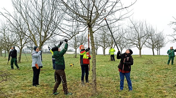 Eine Gruppe von Menschen steht in einem Obstgarten. Sie schneiden Äste von Bäumen und arbeiten gemeinsam im Freien. Die Umgebung ist grün und der Himmel ist bewölkt. Einige Personen tragen Arbeitskleidung, während sie sich um die Bäume kümmern.
