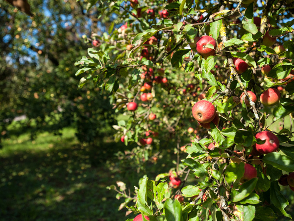 Ein Apfelbaum mit reifen roten Äpfeln hängt von den Zweigen. Die Blätter sind grün und üppig, und der Hintergrund zeigt eine Wiese. Die sonnige Umgebung lässt die Äpfel frisch und einladend wirken.