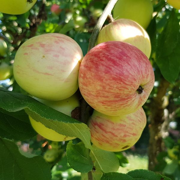 Ludwigsburger Streuobsttagung