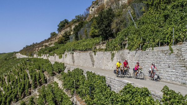 Weg durch Steilhanglage eines Weinbergs