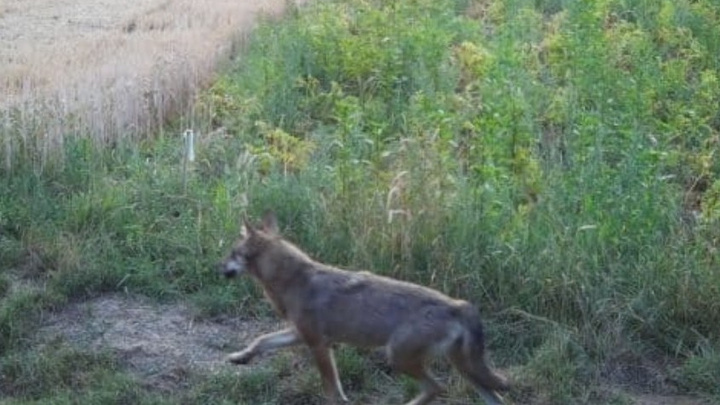 Ein Wolf läuft über ein Feld, das aus getrocknetem Gras und hohem, grünem Gewächs besteht. Im Hintergrund sind Bäume zu sehen, die eine ländliche Umgebung umrahmen. Die Stimmung ist ruhig und der Himmel scheint zu dämmern.