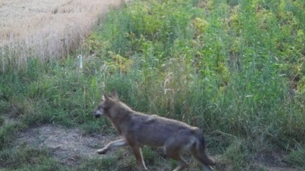 Ein Wolf läuft über ein Feld, das aus getrocknetem Gras und hohem, grünem Gewächs besteht. Im Hintergrund sind Bäume zu sehen, die eine ländliche Umgebung umrahmen. Die Stimmung ist ruhig und der Himmel scheint zu dämmern.