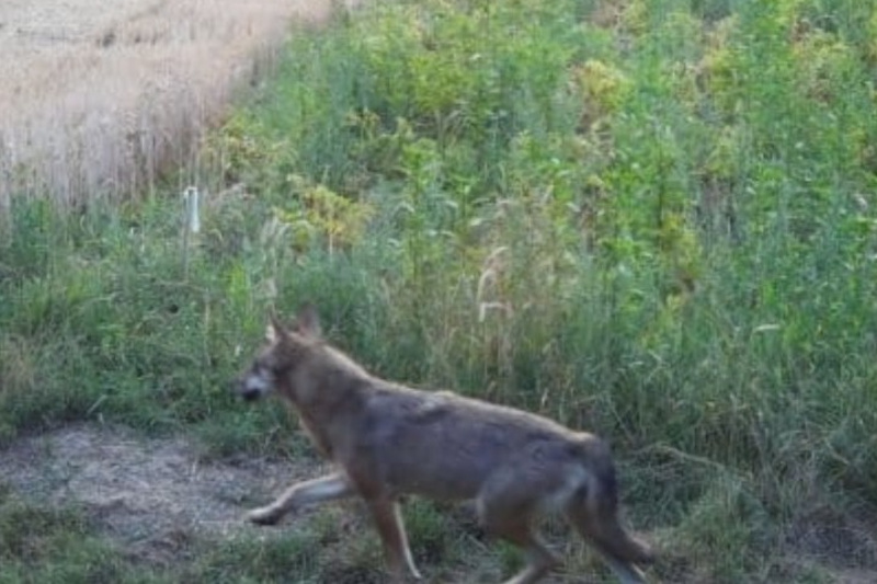 Ein Wolf läuft über ein Feld, das aus getrocknetem Gras und hohem, grünem Gewächs besteht. Im Hintergrund sind Bäume zu sehen, die eine ländliche Umgebung umrahmen. Die Stimmung ist ruhig und der Himmel scheint zu dämmern.
