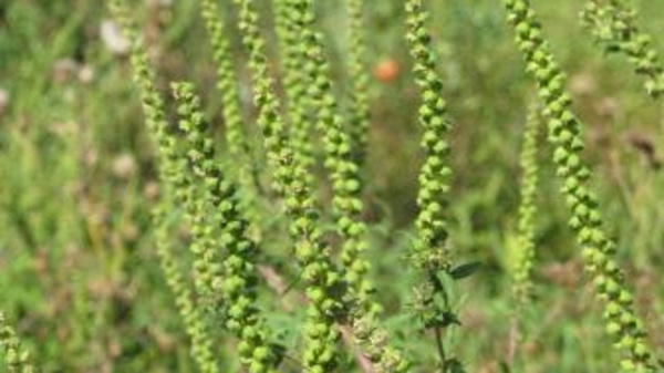 A close-up of tall, slender green plants with cluster-like formations of small buds. The background features blurred greenery and hints of colorful wildflowers, suggesting a natural, overgrown habitat.