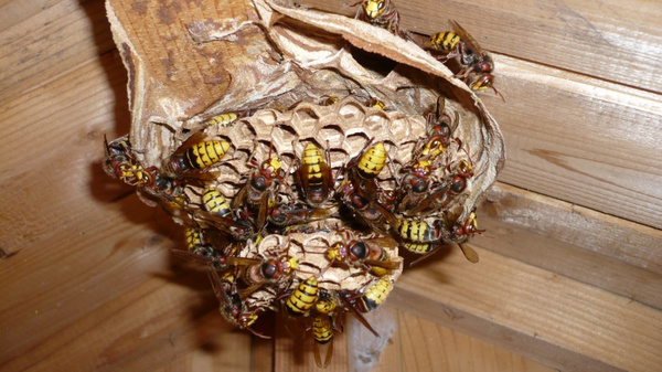 Ein Wespennest, das an einer Holzdecke befestigt ist. Rund um das Nest sind mehrere Gelb- und Schwarz-gemusterte Wespen sichtbar, die sich auf der Wabenstruktur sammeln. Die Umgebung ist aus Holz und zeigt eine natürliche, rustikale Atmosphäre.
