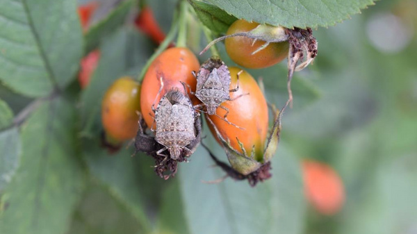 Close-up of orange rose hips with two gray insects resting on them. The background features green leaves, creating a natural setting.