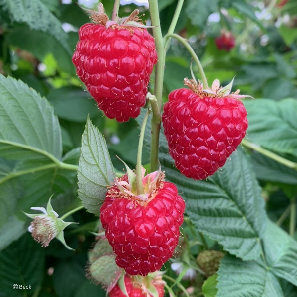 Gläserne Produktion: Becks Berries