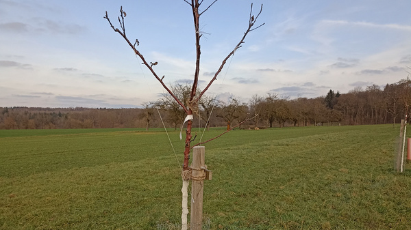 Ein junger, nackter Baum steht auf einer Wiese. Er ist mit einem Schutzgitter umgeben und an einem Pfosten befestigt. Der Himmel ist bewölkt und es gibt eine grüne Grasfläche um den Baum herum.
