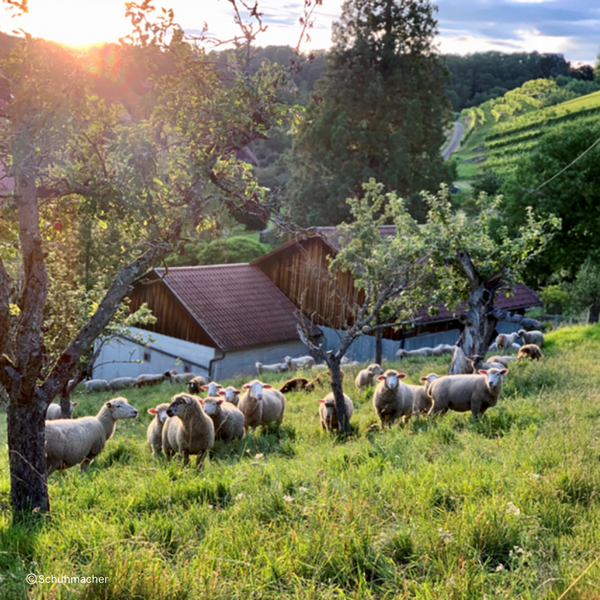 Gläserne Produktion: Lämmerschoppen in Sachsenheim-Ochsenbach