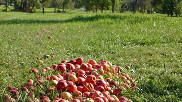 A large pile of red apples is scattered across a grassy field, with trees in the background under a clear blue sky. The scene conveys a sense of abundance in a natural, rural setting.