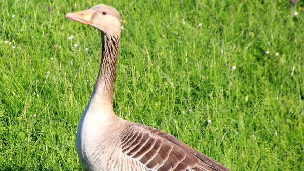 Eine graue Gans steht auf grünem Gras. Sie hat einen langen Hals, einen orangefarbenen Schnabel und eine gefiederte Brust mit hellen Streifen. Die Gans schaut seitlich und scheint aufmerksam zu sein.