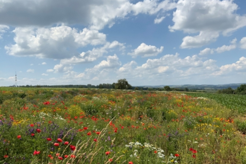 Eine blühende Wiese mit einer Vielzahl von bunten Wildblumen, darunter rote Mohnblumen und gelbe Blüten. Im Hintergrund sieht man sanfte Hügel unter einem weiten, bewölkten Himmel.