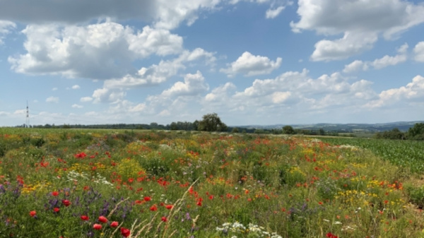Eine blühende Wiese mit einer Vielzahl von bunten Wildblumen, darunter rote Mohnblumen und gelbe Blüten. Im Hintergrund sieht man sanfte Hügel unter einem weiten, bewölkten Himmel.