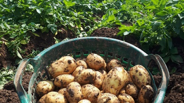 Ein Korb voller frisch geernteter, erdiger Kartoffeln steht inmitten eines Kartoffelfeldes. Im Hintergrund sind grüne Pflanzen und der klare Himmel sichtbar.
