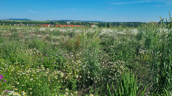 Eine blühende Wiese mit vielen verschiedenen Wildblumen im Vordergrund. Im Hintergrund sind sanfte Hügel und eine kleine Gruppe von Häusern in einer ländlichen Umgebung zu sehen. Der Himmel ist klar und blau.