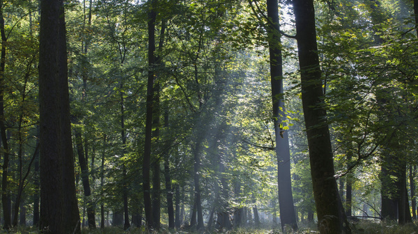 Ein dichter, sonnendurchfluteter Wald mit hohen Bäumen. Lichtstrahlen fallen zwischen dem Blattwerk auf den Boden und schaffen eine ruhige, naturbelassene Atmosphäre. Der Boden ist mit üppigem Gras und unterem Gewächs bedeckt.