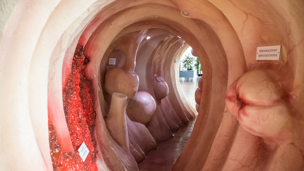 Eine begehbare Darstellung des menschlichen Darms, die die Innenansicht von Darmwänden und -strukturen zeigt. Die Wände sind detailliert gestaltet und zeigen verschiedene Abschnitte, um die Anatomie und Funktionsweise des Verdauungssystems zu veranschaulichen.