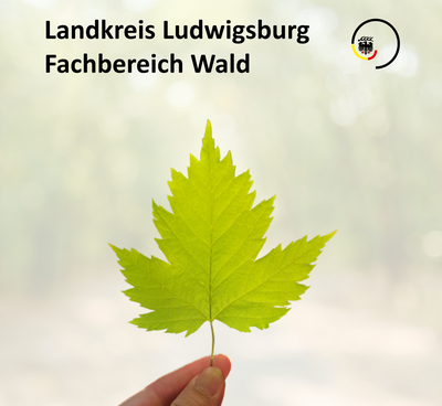 Ein Mensch hält ein grünes Blatt einer Pflanze oder eines Baumes mit deutlich sichtbaren Aderungen in der Hand. Im Hintergrund ist eine unscharfe, helle Umgebung. Oben steht der Text "Landkreis Ludwigsburg Fachbereich Wald".