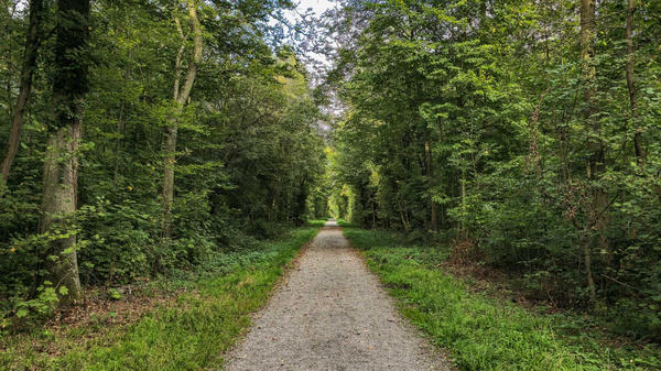 Ein schmaler Waldweg aus Kies verläuft durch einen dichten, grünen Wald. Auf beiden Seiten des Weges wachsen Bäume und Sträucher, die eine ruhige und einladende Atmosphäre schaffen. Der Weg führt geradlinig in die Ferne und vermittelt ein Gefühl von Weite und Naturnähe.