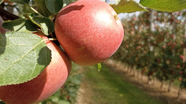 Zwei reife, rote Äpfel hängen an einem Apfelbaum, während im Hintergrund ein Obstgarten mit weiteren Apfelbäumen zu sehen ist. Der Weg zwischen den Reihen ist sichtbar, umgeben von grünem Gras.