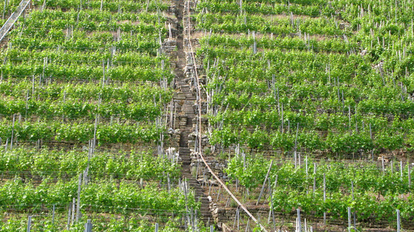 A steep vineyard is depicted, with rows of green grapevines ascending a hillside. Stone steps lead up the slope, and a couple of small structures are visible at the top of the hill. The scene showcases a lush, productive agricultural landscape.