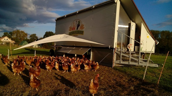 Un poulailler mobile se trouve sur un champ, entouré de nombreuses poules brunes. Le bâtiment a un toit incliné et une ombre, tandis que le soleil brille et que quelques nuages se dilatent dans le ciel.
