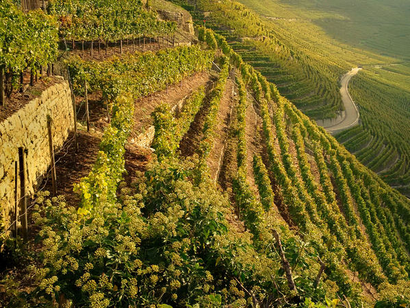 Steillagen bei Mundelsheim / Foto: Stefan Frank Steillagen bei Mundelsheim / Foto: Stefan Frank