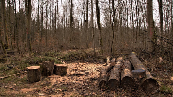 Im Bild sind gefällte Baumstämme und Holzstücke in einem Wald zu sehen. Die Umgebung ist leicht bewachsen und zeigt kahlen Boden. Die Atmosphäre wirkt ruhig, jedoch auch karg, mit Bäumen im Hintergrund, die noch stehen.