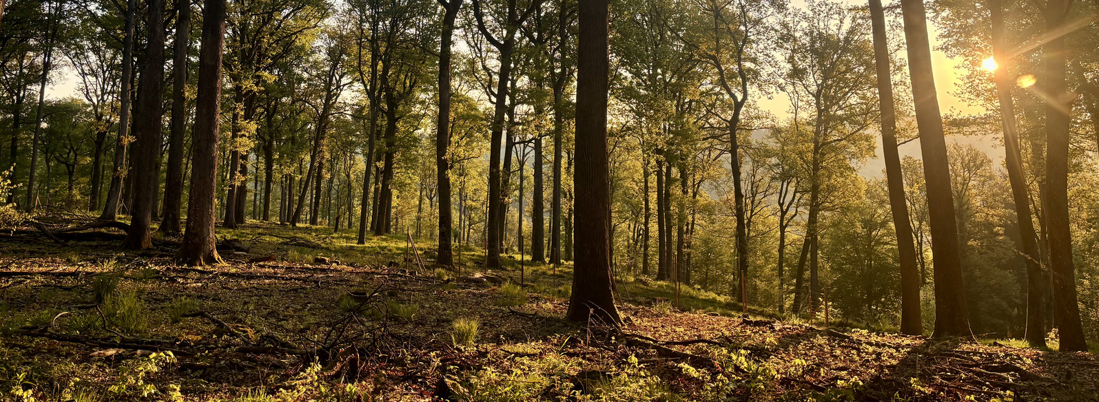 Header Bild: Ein Wald bei Sonnenaufgang, in dem hohe Bäume mit frischem Laub zu sehen sind. Das Licht der Sonne strahlt durch die Baumkronen und schafft eine warme, beruhigende Atmosphäre. Die Szene strahlt Ruhe und Naturverbundenheit aus.