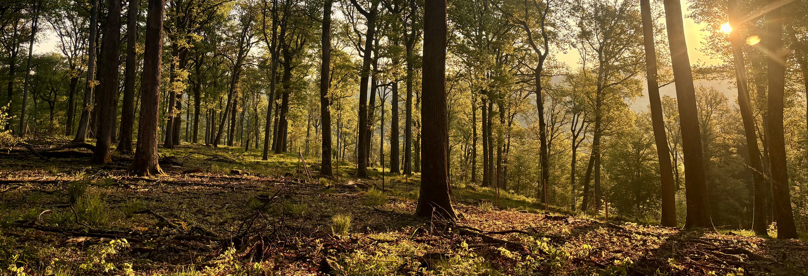 Header Bild: Ein Wald bei Sonnenaufgang, in dem hohe Bäume mit frischem Laub zu sehen sind. Das Licht der Sonne strahlt durch die Baumkronen und schafft eine warme, beruhigende Atmosphäre. Die Szene strahlt Ruhe und Naturverbundenheit aus.