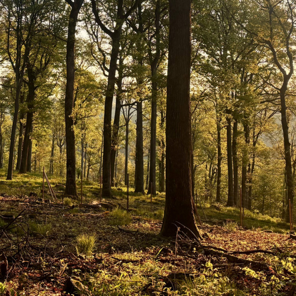 Bereichsbild für Seite: Forêt