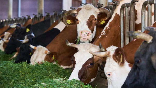 Eine Gruppe von Kühen steht in einem Stall und frisst frisches Futter. Die Kühe haben unterschiedliche Fellfarben, darunter braun und schwarz, und tragen Ohrmarken. Der Stall hat Holz- und Metallstrukturen, die eine ländliche Atmosphäre schaffen.
