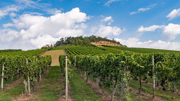 Ein Weinanbaugebiet mit Reihen von Traubenreben erstreckt sich bis zu einem sanften Hügel. Der Himmel ist teilweise bewölkt, und die Vegetation wirkt üppig und grün. Im Hintergrund ist ein bewaldeter Hang sichtbar.