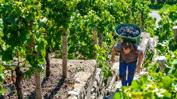 Ein Arbeiter trägt einen Korb voller Trauben auf seinem Rücken, während er eine steile Treppe zwischen Weinreben hinaufgeht. Die Sonne scheint und die grüne Vegetation umgibt ihn, was die Arbeit in den Weinbergen verdeutlicht.