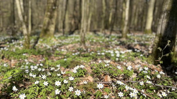 Ein Waldboden ist mit vielen weißen Blüten und frischem Grün bedeckt. Umgeben von Bäumen, die in der Hintergrund stehen, vermittelt die Szene eine ruhige, natürliche Atmosphäre im Frühling. Die Blüten sprießen zwischen trockenen Blättern, was den Lebenszyklus des Waldes symbolisiert.