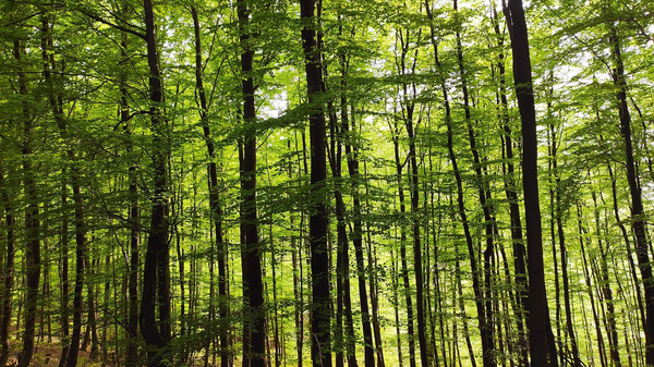 Ein dichter Wald mit hohen, grünen Bäumen. Das Licht fällt durch das Blätterdach und schafft eine lebendige, frische Atmosphäre. Der Boden ist mit Laub und kleinen Pflanzen bedeckt. Die Szenerie vermittelt ein Gefühl von Ruhe und Naturverbundenheit.