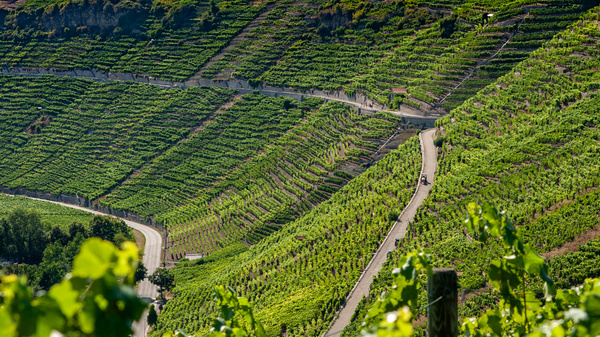 Ein weites Weinbaugebiet mit terrassierten Weinbergen erstreckt sich über sanfte Hügel. Die Reben sind grün und dicht, während sich ein schmaler Weg durch die Landschaft windet. Der Himmel ist klar und die Sonne scheint auf die üppige Vegetation.
