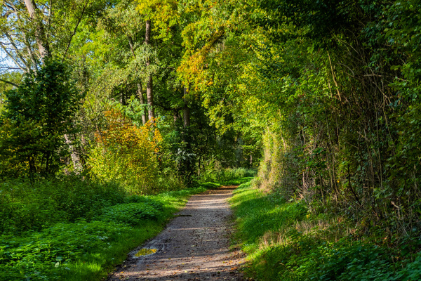Sentiero di terra che si snoda tra alberi e vegetazione lussureggiante. I raggi di sole filtrano attraverso le foglie, creando un'atmosfera serena e naturale. Sul lato del sentiero, si possono vedere piante verdi e una sensazione di tranquillità pervade l'ambiente.