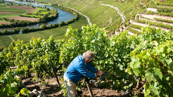 Ein Mann arbeitet in einem Weinberg, umgeben von üppigen grünen Reben. Im Hintergrund schimmert ein Fluss, der sich durch eine hügelige Landschaft windet. Die Szenerie vermittelt eine friedliche ländliche Atmosphäre.
