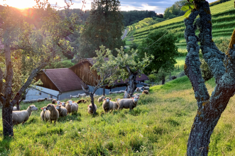 Eine weitläufige Wiese mit Schafen, die im Gras grasen. Im Hintergrund sind ein Bauernhaus und sanfte Hügel sichtbar, umgeben von Bäumen. Die Sonne strahlt durch die Wolken und taucht die Landschaft in ein warmes Licht.