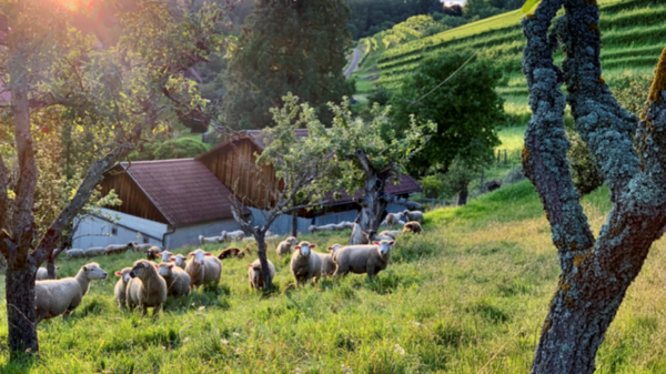 Eine weitläufige Wiese mit Schafen, die im Gras grasen. Im Hintergrund sind ein Bauernhaus und sanfte Hügel sichtbar, umgeben von Bäumen. Die Sonne strahlt durch die Wolken und taucht die Landschaft in ein warmes Licht.