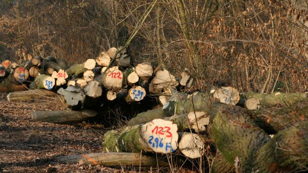 Auf dem Bild sind gestapelte Baumstämme am Waldboden zu sehen. Einige Stämme sind mit bunten Zahlen markiert. Die Umgebung besteht aus Bäumen und trockenem Laub, was auf einen herbstlichen oder winterlichen Zustand hinweist.