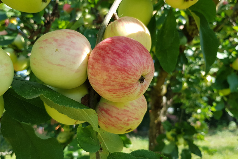 Ein Apfelbaum trägt mehrere Äpfel, darunter grüne und einen rötlichen Apfel. Die Äpfel sind glänzend und reif, umgeben von grünen Blättern. Das Bild vermittelt den Eindruck eines fruchtbaren Obstgartens.