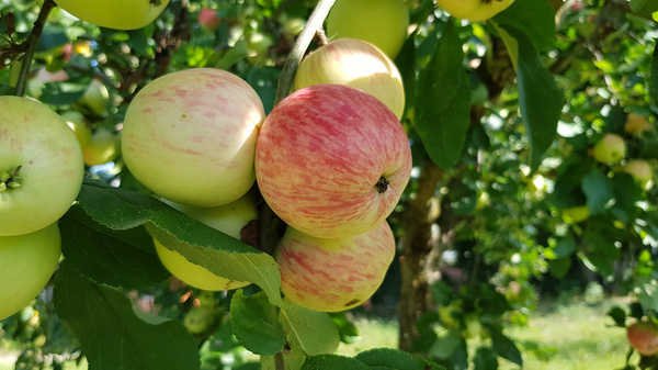 Ein Apfelbaum trägt mehrere Äpfel, darunter grüne und einen rötlichen Apfel. Die Äpfel sind glänzend und reif, umgeben von grünen Blättern. Das Bild vermittelt den Eindruck eines fruchtbaren Obstgartens.