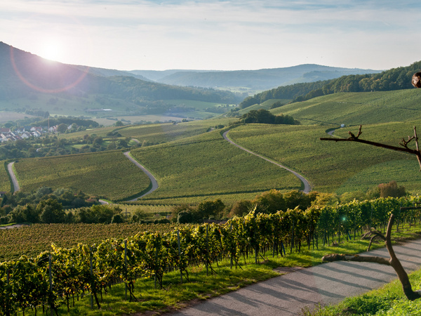Eine malerische Weinlandschaft mit sanften Hügeln und Weinreben, die sich entlang einer kurvigen Straße erstrecken. Im Hintergrund sind bewaldete Hügel und ein klarer Himmel zu sehen, während die Sonne am Horizont aufgeht. Die Szenerie strahlt Ruhe und natürliche Schönheit aus.