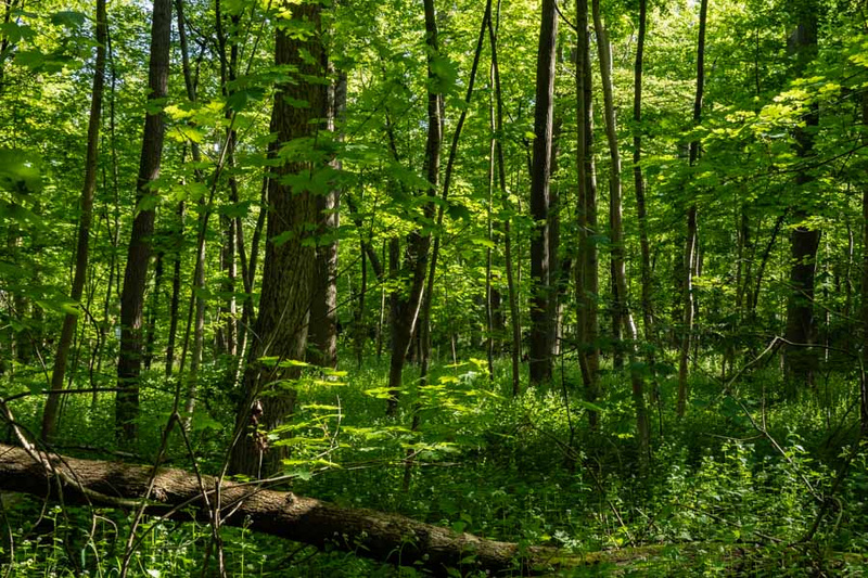 Ein dichter, grüner Wald mit hohen Bäumen und reichhaltigem Blattwerk. Sonnenlicht dringt durch die Blätter, während am Boden ein umgestürzter Baumstamm und ein üppiger Bewuchs aus Pflanzen und Sträuchern zu sehen sind. Die Szenerie vermittelt ein Gefühl von Ruhe und Naturverbundenheit.