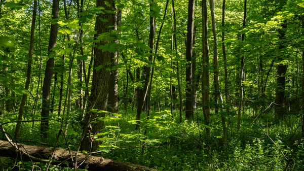 Ein dichter, grüner Wald mit hohen Bäumen und reichhaltigem Blattwerk. Sonnenlicht dringt durch die Blätter, während am Boden ein umgestürzter Baumstamm und ein üppiger Bewuchs aus Pflanzen und Sträuchern zu sehen sind. Die Szenerie vermittelt ein Gefühl von Ruhe und Naturverbundenheit.