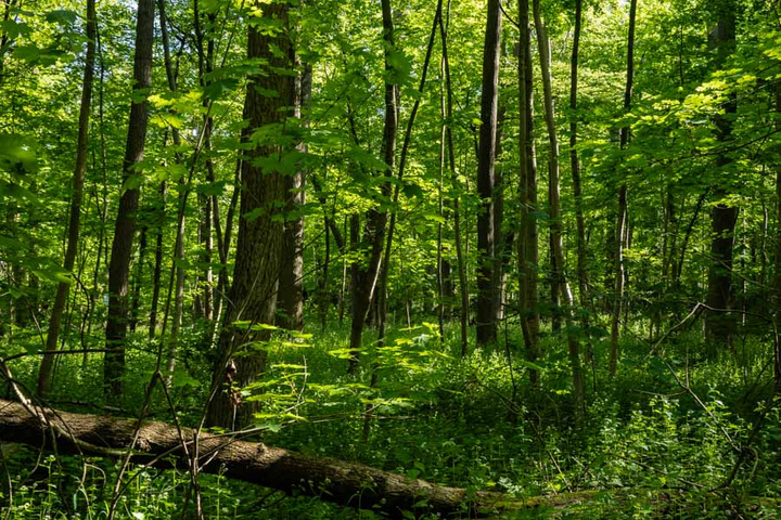 Ein dichter, grüner Wald mit hohen Bäumen und reichhaltigem Blattwerk. Sonnenlicht dringt durch die Blätter, während am Boden ein umgestürzter Baumstamm und ein üppiger Bewuchs aus Pflanzen und Sträuchern zu sehen sind. Die Szenerie vermittelt ein Gefühl von Ruhe und Naturverbundenheit.
